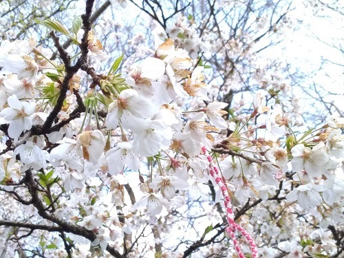 ミュンヘンの桜.jpg