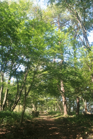 森林セラピーヨガ１.jpg