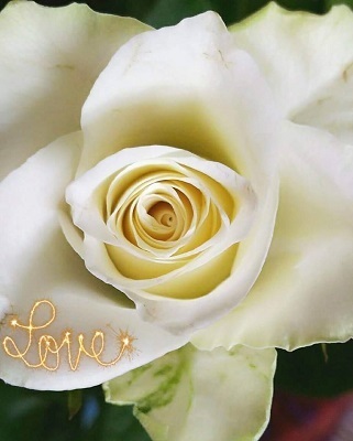 Love Rose.jpg
